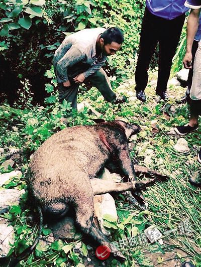 辟谣男子被野猪咬伤事件始末