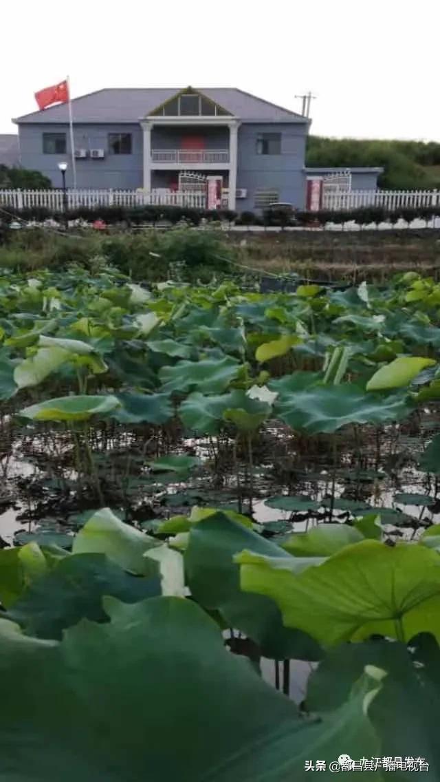 网传柑橘类使用退酸剂，真相与潜在风险解析