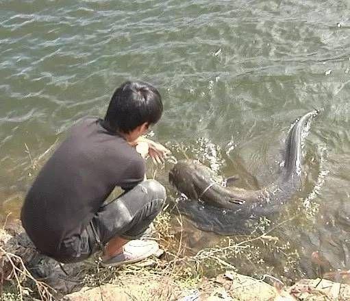 130斤巨蟒菜地里晒“日光浴”