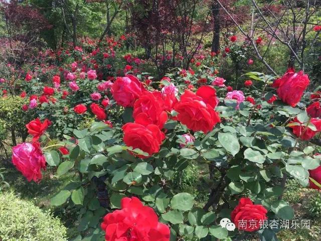 花花花人人花花花